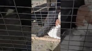 Птичий рынок