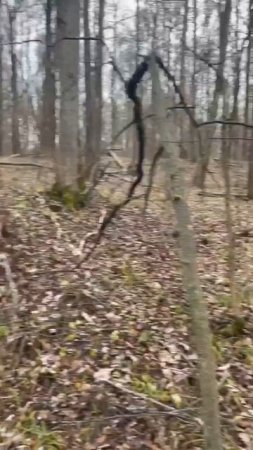 Лес - это наш дом, всю жизнь обитаем мы в нем.mp4