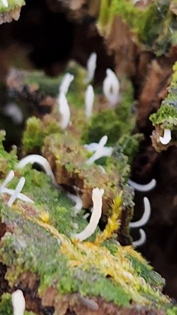 Another sighting of Multiclavula mucida in Giant city state park. Southern Illinois.