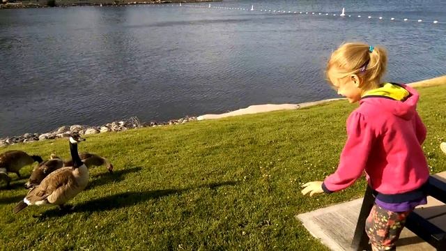 Гуси на пляжє смотреть онлайн