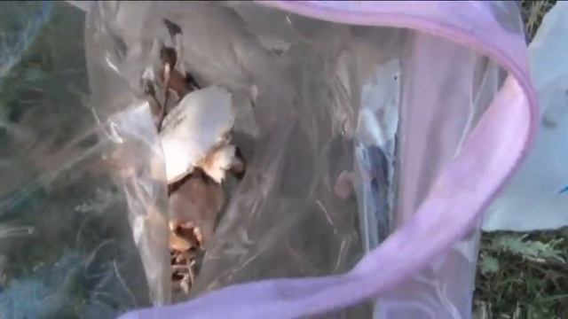 грибы смотреть онлайн