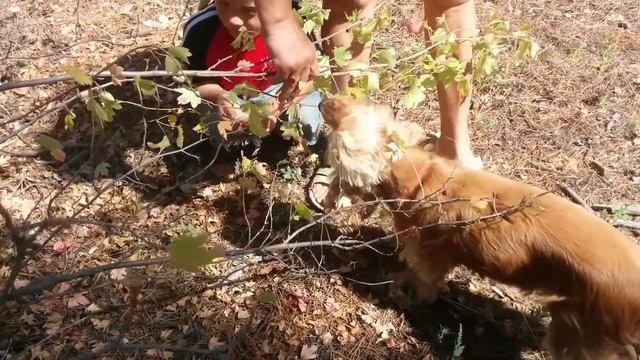 Неська ест смородину смотреть онлайн