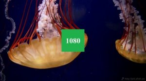 Плавают медузы