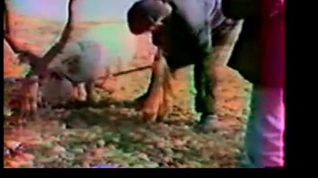 Truffle Hunting with A Pig in Provence смотреть онлайн