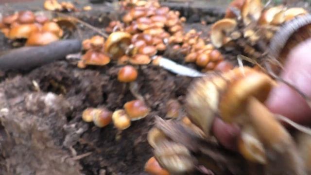 ✅Грибы ЯНВАРЯ .Ураа ..😍Зимний Опенок -Фламмулина Бархатистоножковая. смотреть онлайн