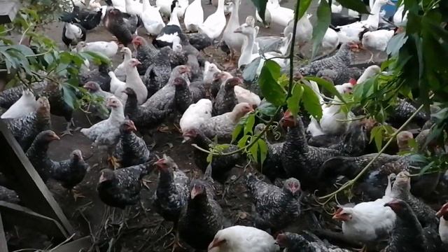 295. #Куриное царство #Уточка на ужин #Яблочное варенье # смотреть онлайн