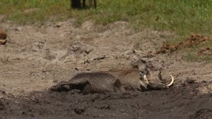 Pumba (Warthog) video at Duba Plains by Great Plains Conservation ... shared by Inspiration Africa
