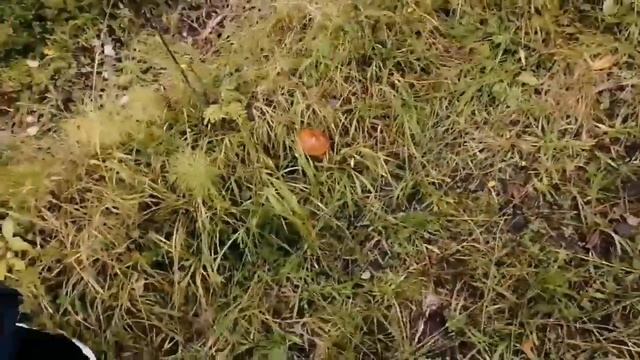 грибы смотреть онлайн