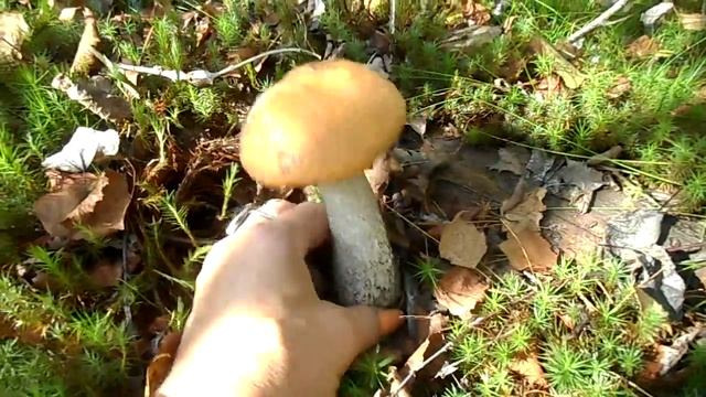 DSCN7093 смотреть онлайн