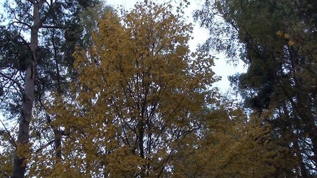 золотая осень красота с ноткой грусти 10 октября смотреть онлайн