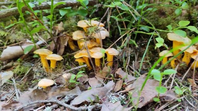 Дневник природы. Июль 2022. смотреть онлайн