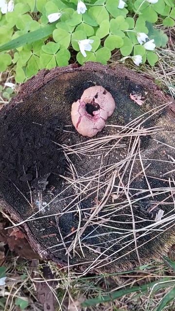 Слизевик - Ликогала. Розовый Гриб на пне в лесу. Смоленск. смотреть онлайн