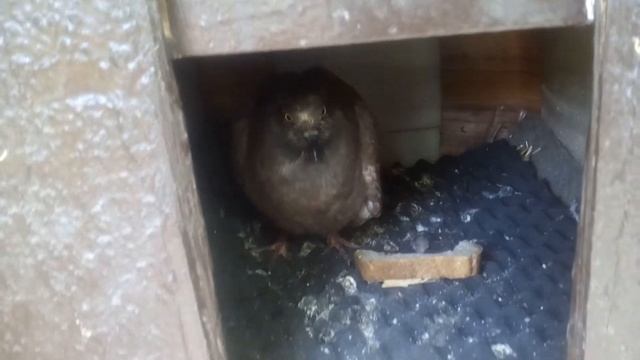 Масик и голубь