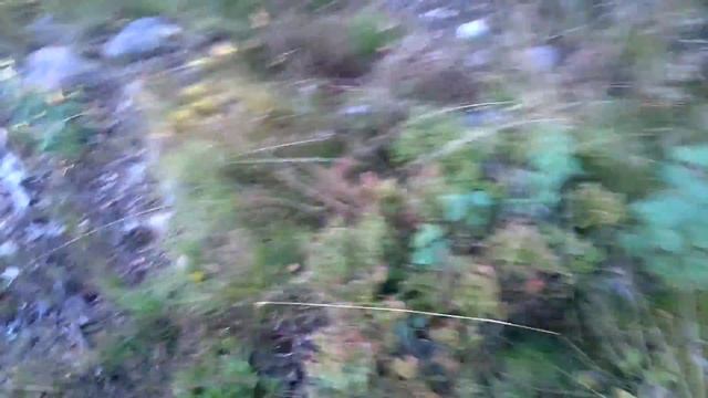 Швеція гриби смотреть онлайн