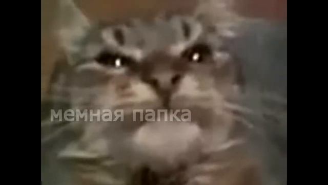 КИТ ТЫ МАМУ МАВ? | PHONK REMIX смотреть онлайн