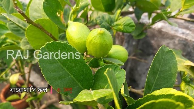 কম যত্নে টবে করা যায় বারোমাসি ফলের সেরা ৭ গাছ | 7 All Season Fruit Plants for Beginner | RAJ Garden смотреть онлайн