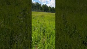 голос барсуков.