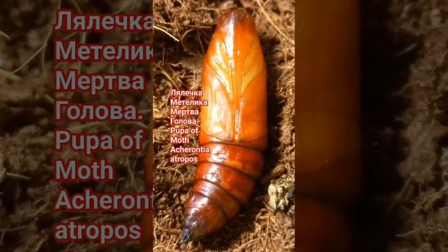 Pupa of Dead Head moth, Acherontia atropos, Sphingidae. Kyiv, Ukraine. Лялечка метелика взимку.