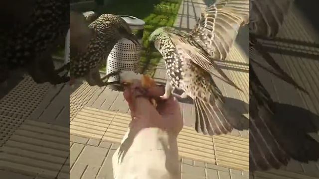 скворцы в Царицыно смотреть онлайн