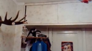 Прикол   Кошачий паркур