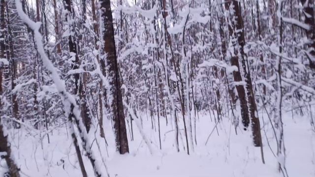 Грибы есть??? Обзор грибной ситуации на сегодня!!! смотреть онлайн