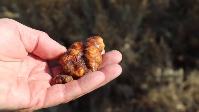 Truffle Hunting смотреть онлайн
