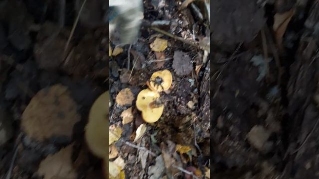 В ЛЕС ПО ГРИБЫ--ОСЕНЬ 2023 г.(4) смотреть онлайн