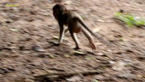 Poor Alex crying loudly for mom, baby monkey cries cuz mom, Ava monkey leaves Alex baby behind