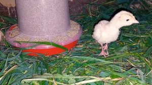 купил 10 пятидневных индюшат Биг-6 | bought 10 five-day-old Big-6 turkey poultssh
