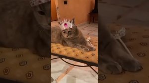 подборка смешных видео с котиками