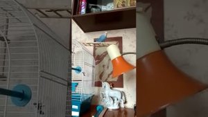 Попугай Сеня поёт с утра.