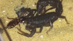 Parabuthus Transvaalicus ( Feeding ) 7 Days After Moult