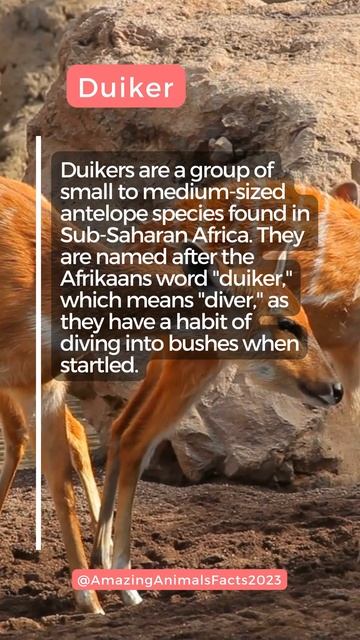 Duiker facts смотреть онлайн