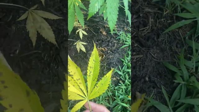 In House Genetics VA Outdoor ‘mango madnes’ and ‘GASper’ septoria leaf spot смотреть онлайн