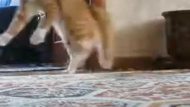 Кот ушёл смотреть онлайн