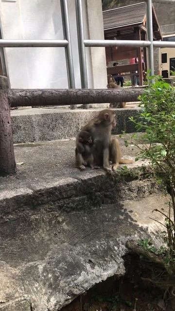 shorts #youtube #youtube #foodforall смотреть онлайн