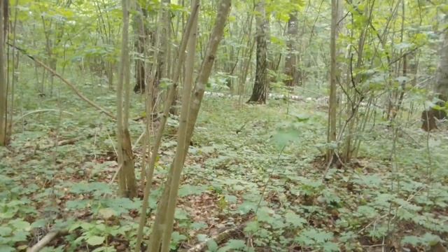 Поход за грибами 16 июля 2023 года смотреть онлайн