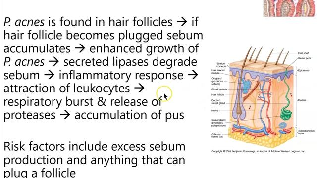Lecture 12 part 2: Normal skin microbiota смотреть онлайн