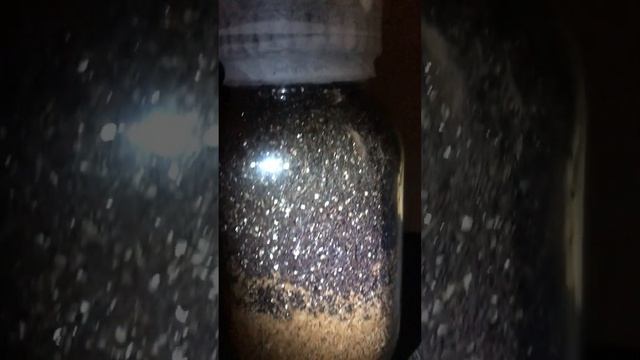 Morel Mycelium Update; halfway through coir. (Morchella Importuna) смотреть онлайн