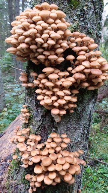 Грибной сезон #shorts #грибы смотреть онлайн