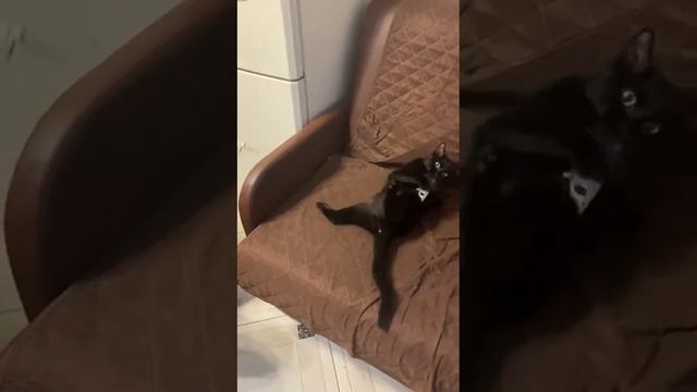 ЗАВЁЛ КОТИКА - ПОСМОТРИТЕ, КАКОЙ ОН ХОРОШИЙ!!!! ГАМЛЕТ!!!!!!!! смотреть онлайн