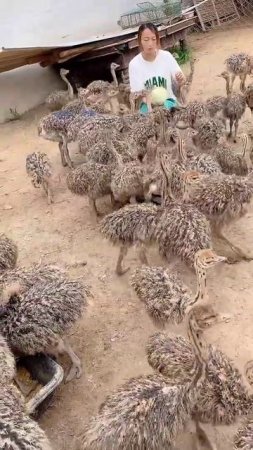 WOW Ostriches Farm ! I'm Working at Ostriches farm , Feeding to ostriches #ostrich #short45