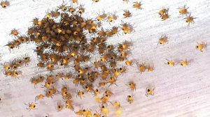 Golden Orbweaver Spiderlings (Argiope Aurantia)