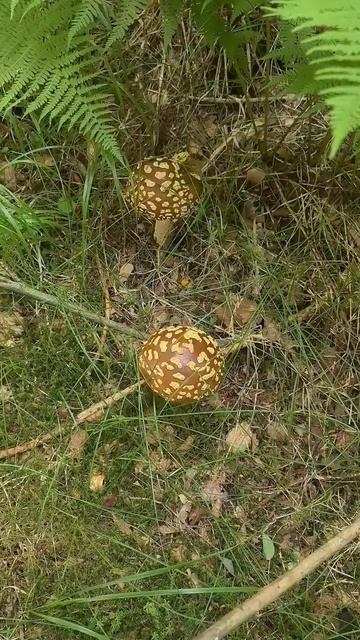 Королівський Мухомор смотреть онлайн