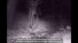 ОХОТА НА ЛОСЯ в период гона