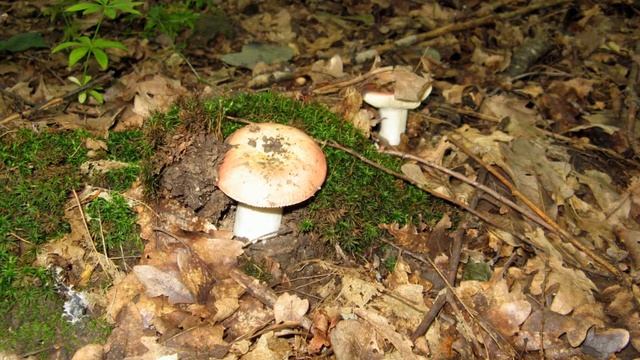 Грибы 2 Mushrooms 2