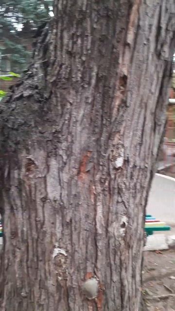 Какие то грибы на клёне! смотреть онлайн