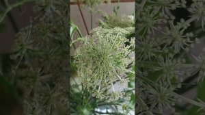 Как отличить морковник от ядовитых двойников