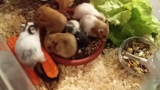 Маленькие хомячки растут / Лапка на удачу