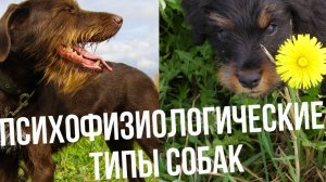 Методика ЛиРОС. Психофизиологические типы собак